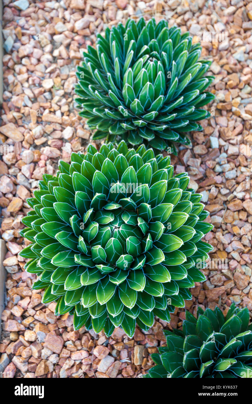 Agave victoriae-reginae (Queen Victoria agave, royal agave) is a small species of succulent flowering perennial plant. Stock Photo
