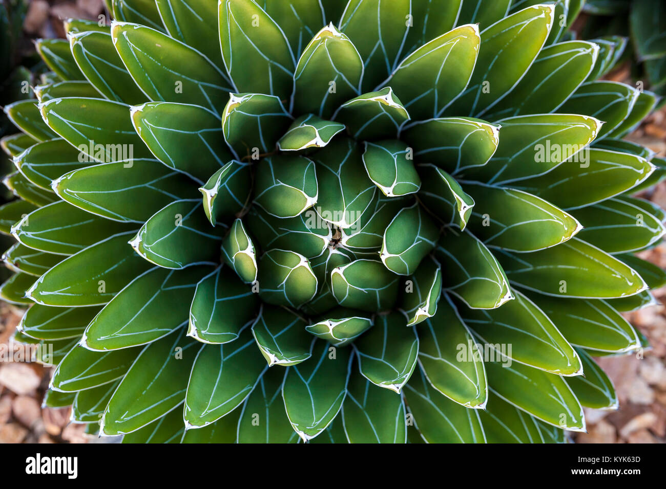 Agave victoriae-reginae (Queen Victoria agave, royal agave) is a small species of succulent flowering perennial plant. Stock Photo