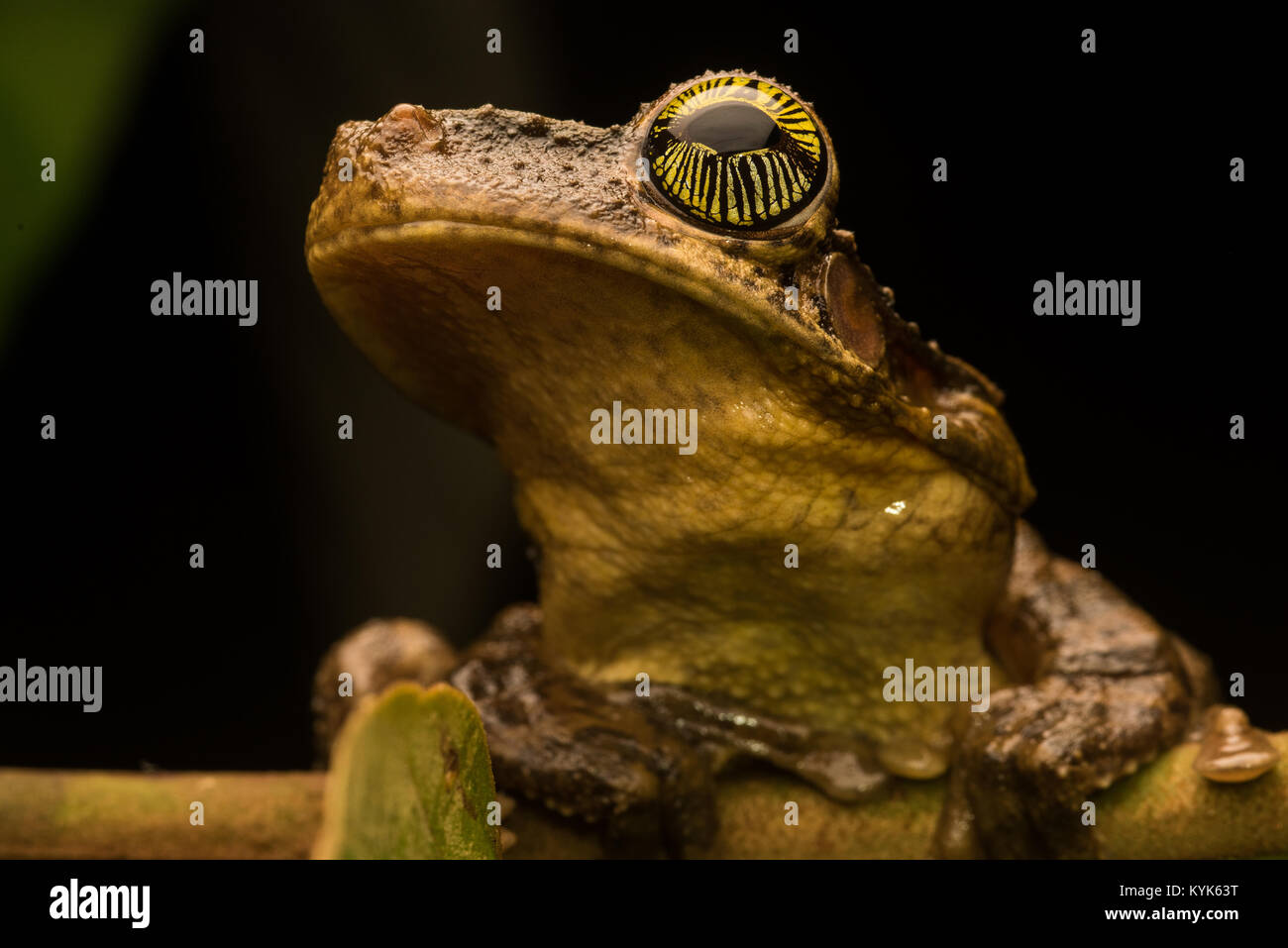 The face of an Osteocephalus taurinus, a widespread amazonian tree frog. Stock Photo