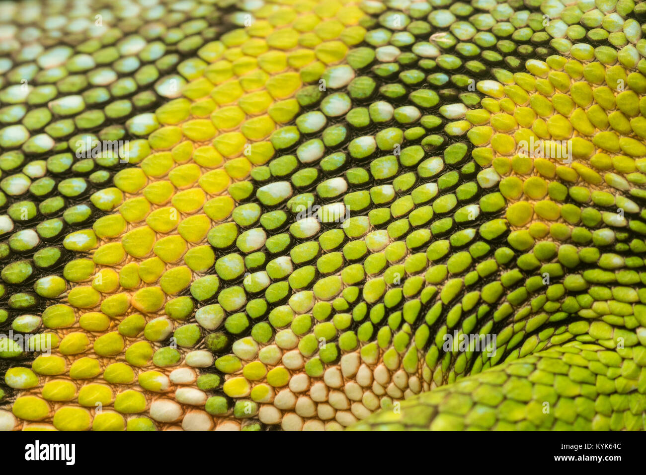 The close up of the scales of Polychris marmoratus from the Amazon basin. Stock Photo