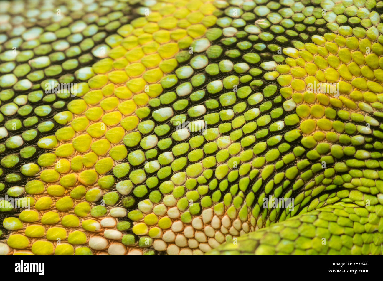 Reptile scales - pattern - extreme close, Stock Video