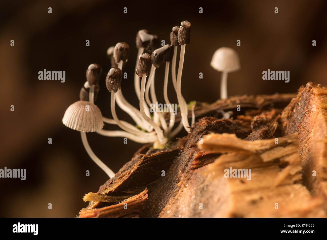 A tiny cluster of mushrooms growing on a decomposing log in the Colombian jungle. Stock Photo