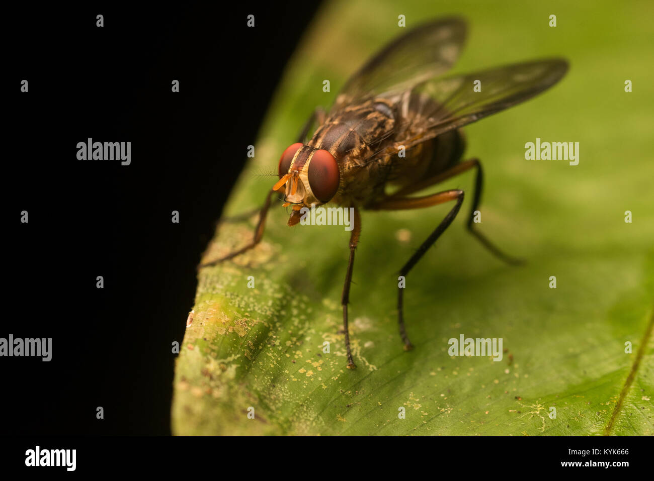 Some sort of fly from the Amazon rainforest. Stock Photo