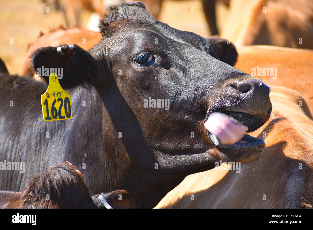 Black Angus cow looking happy it had something to eat, the cow's tongue is in motion. Stock Photo