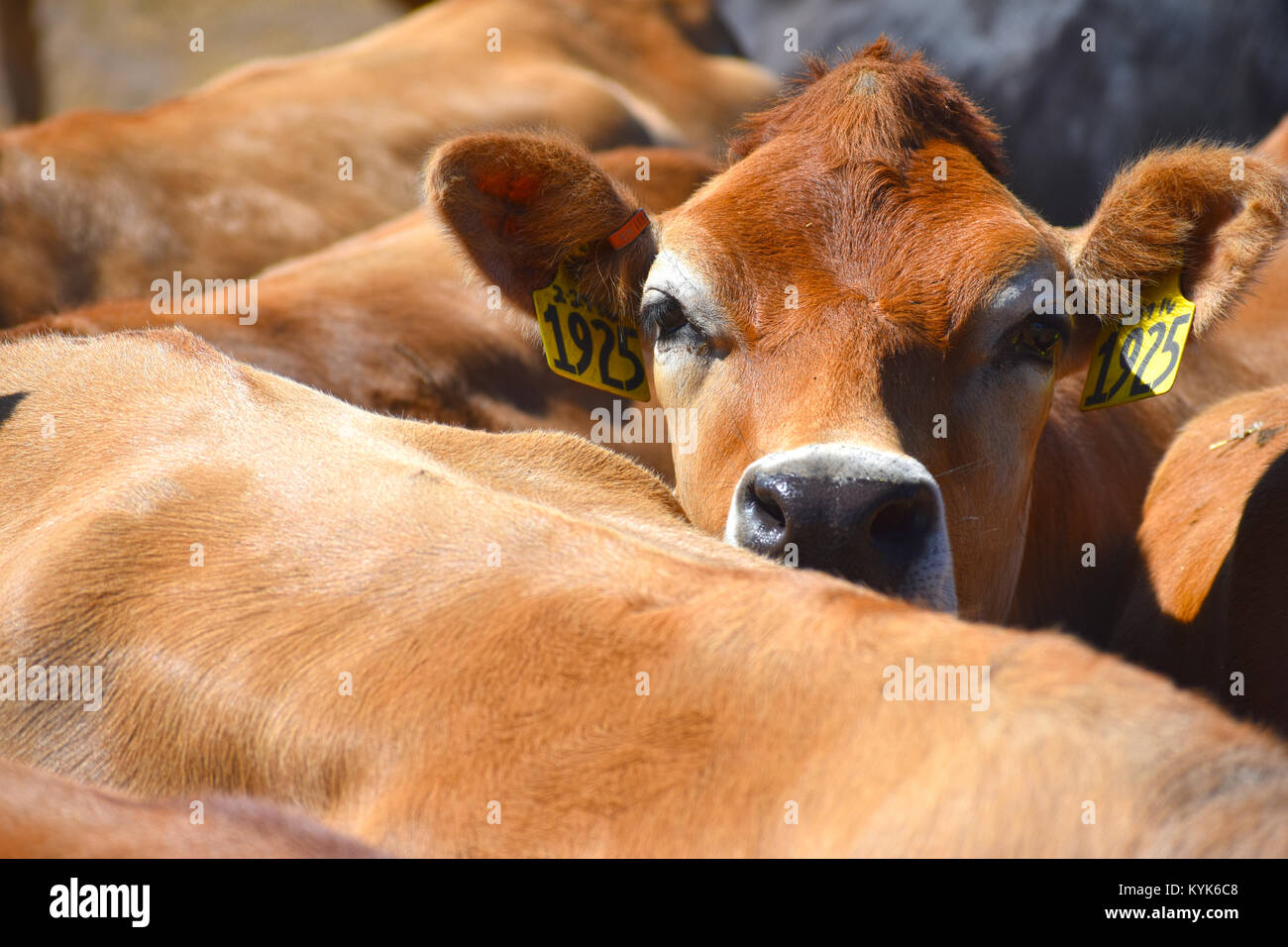 Cow caught in the middle of the herd at a cattle ranch. Stock Photo