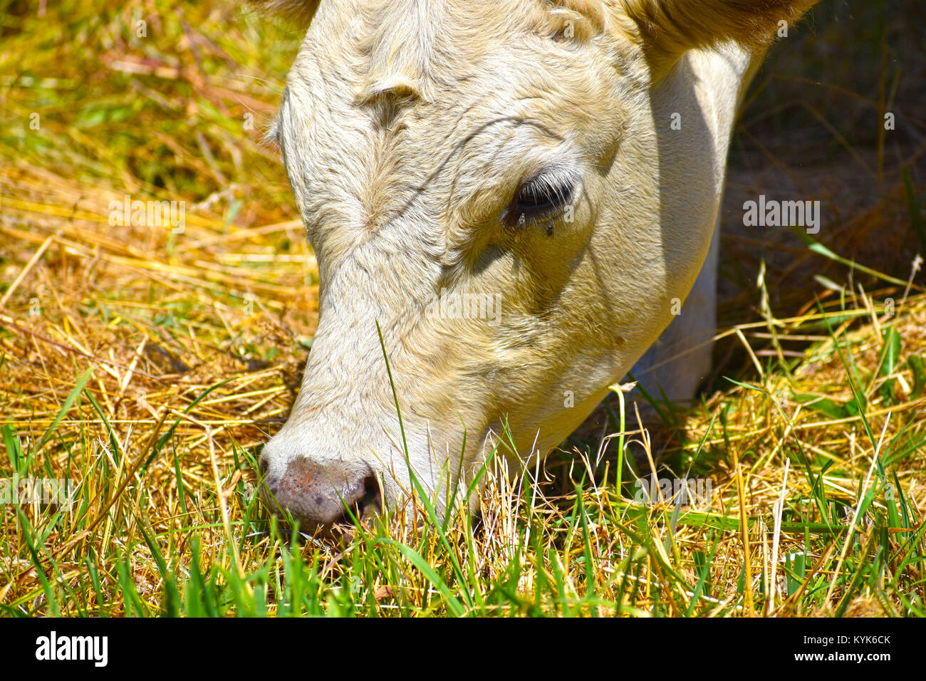 Cow face close up hi-res stock photography and images - Alamy
