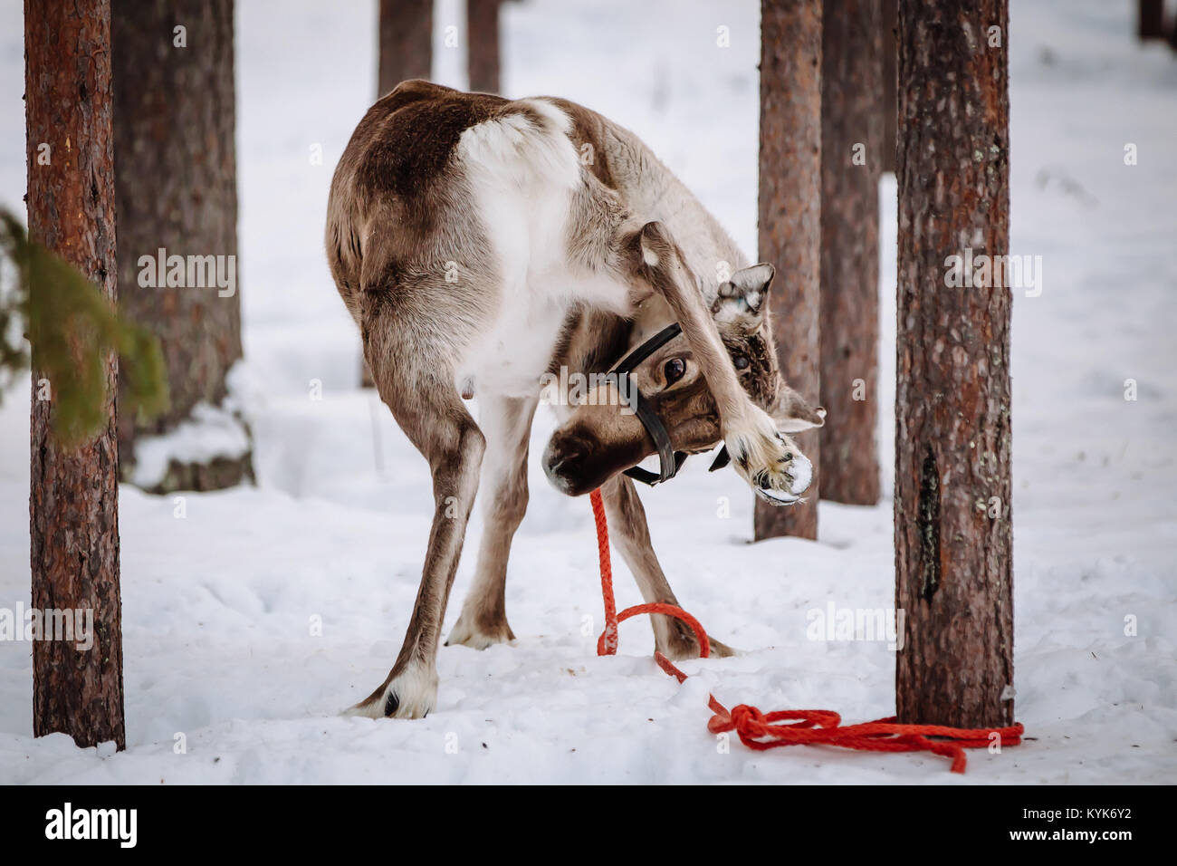 Reindeer is one of the symbols of Finnish Lapland. Levi. Stock Photo