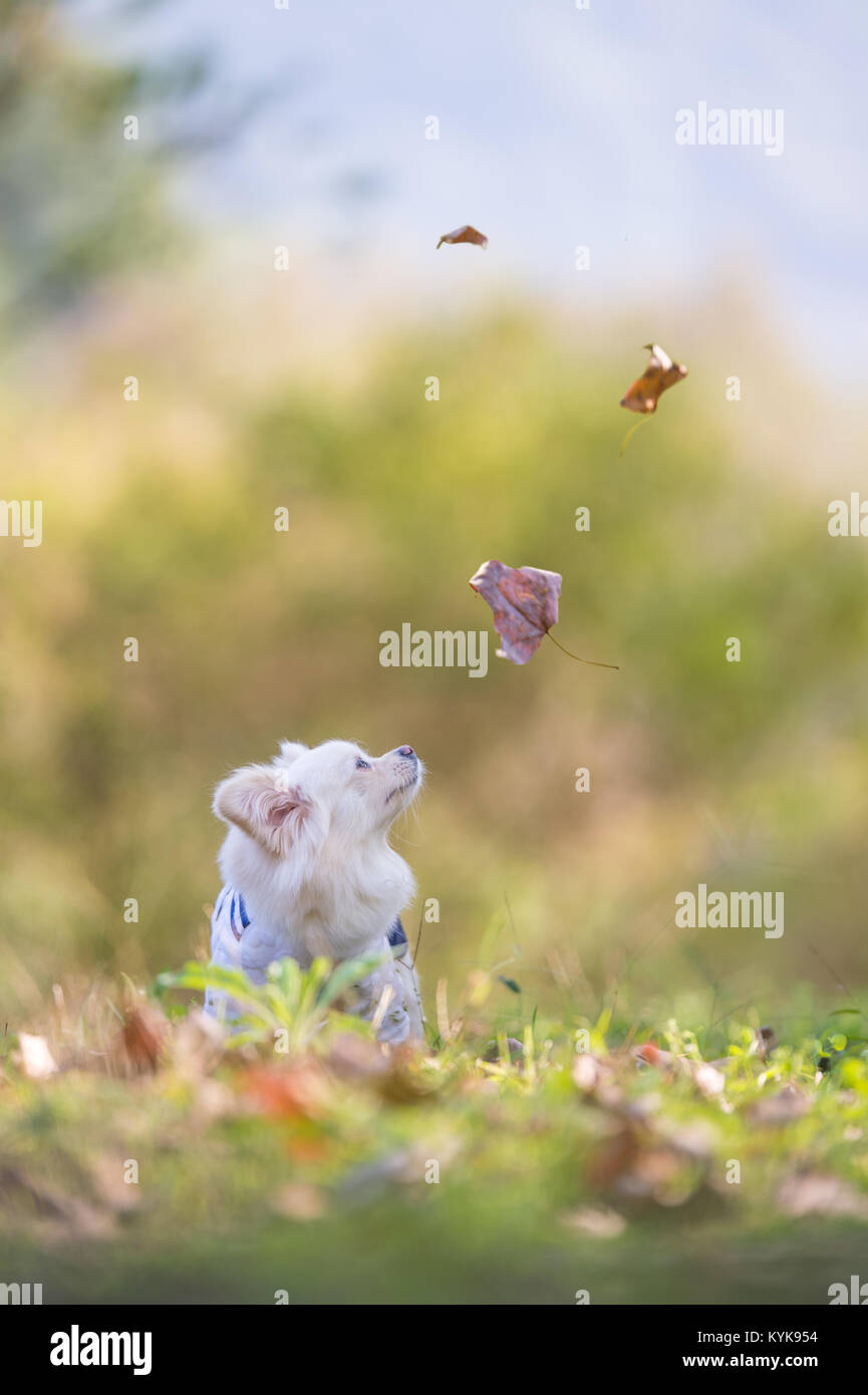 Cute puppy sitting on the grass Stock Photo - Alamy