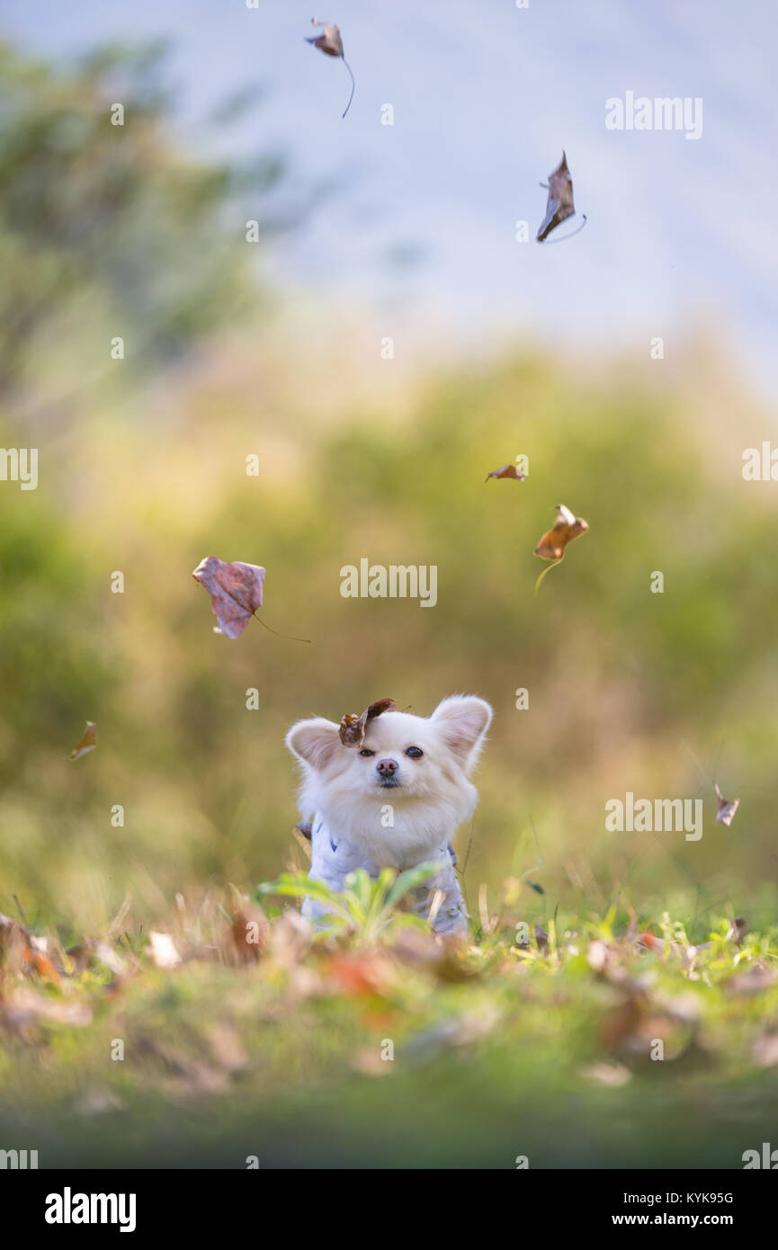 Cute puppy sitting on the grass Stock Photo - Alamy