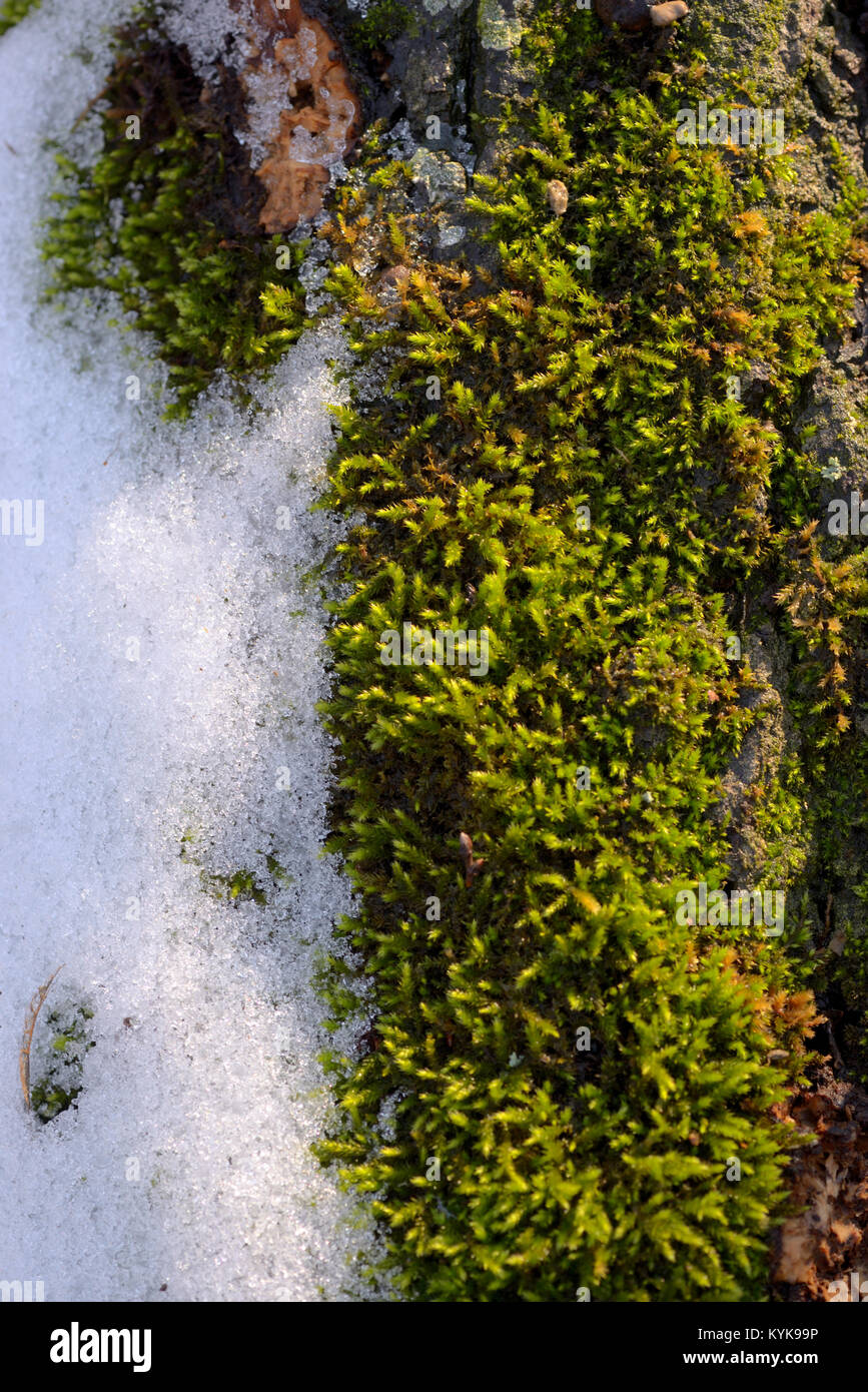 Closeup moss and snow on tree Stock Photo - Alamy