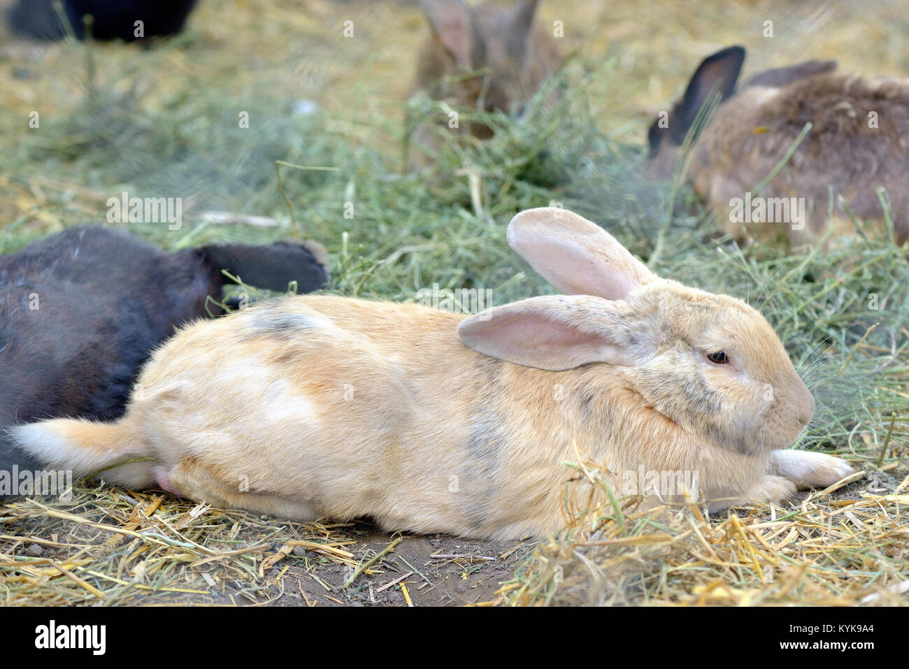 Rabbits in a hutch at farm Stock Photo Alamy
