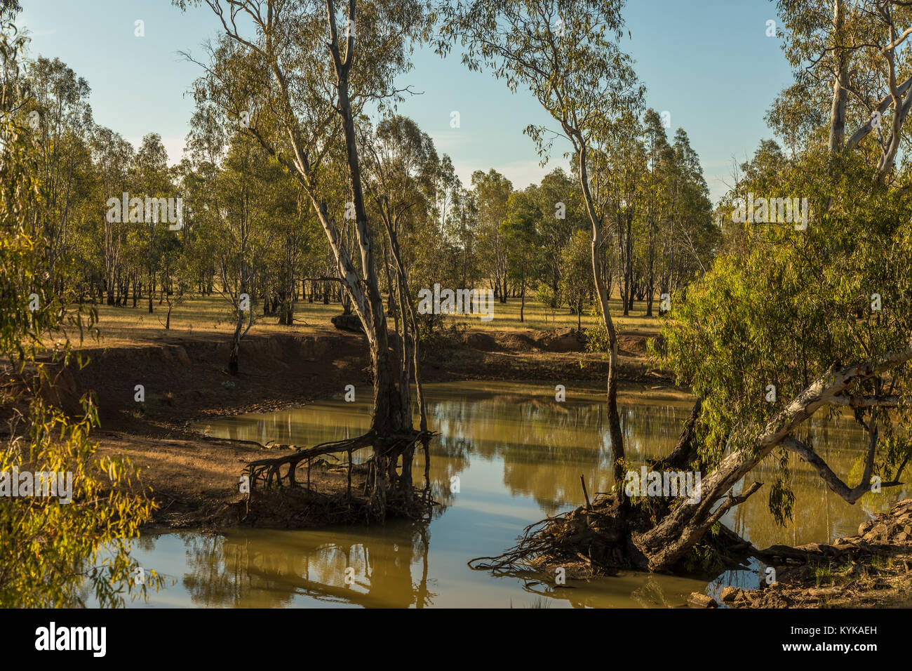 Rainbow gum tree hires stock photography and images Alamy