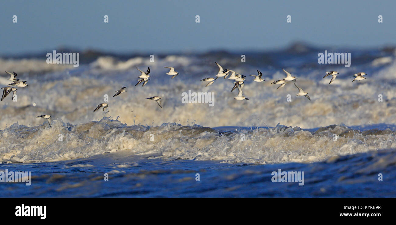 Flock of Sanderling in winter flying over rough seas at Titchwell Norfolk UK Stock Photo