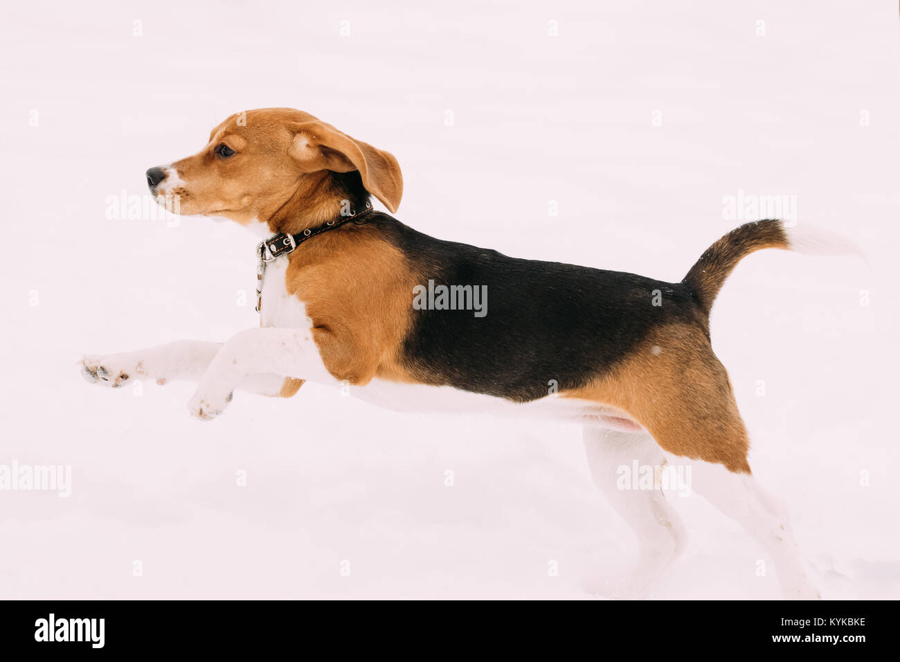 Beautiful Funny Puppy Of English Beagle Playing Fast Running In Snow At Winter Day. Beagle Is A Breed Of Small Hound, Similar In Appearance To The Muc Stock Photo