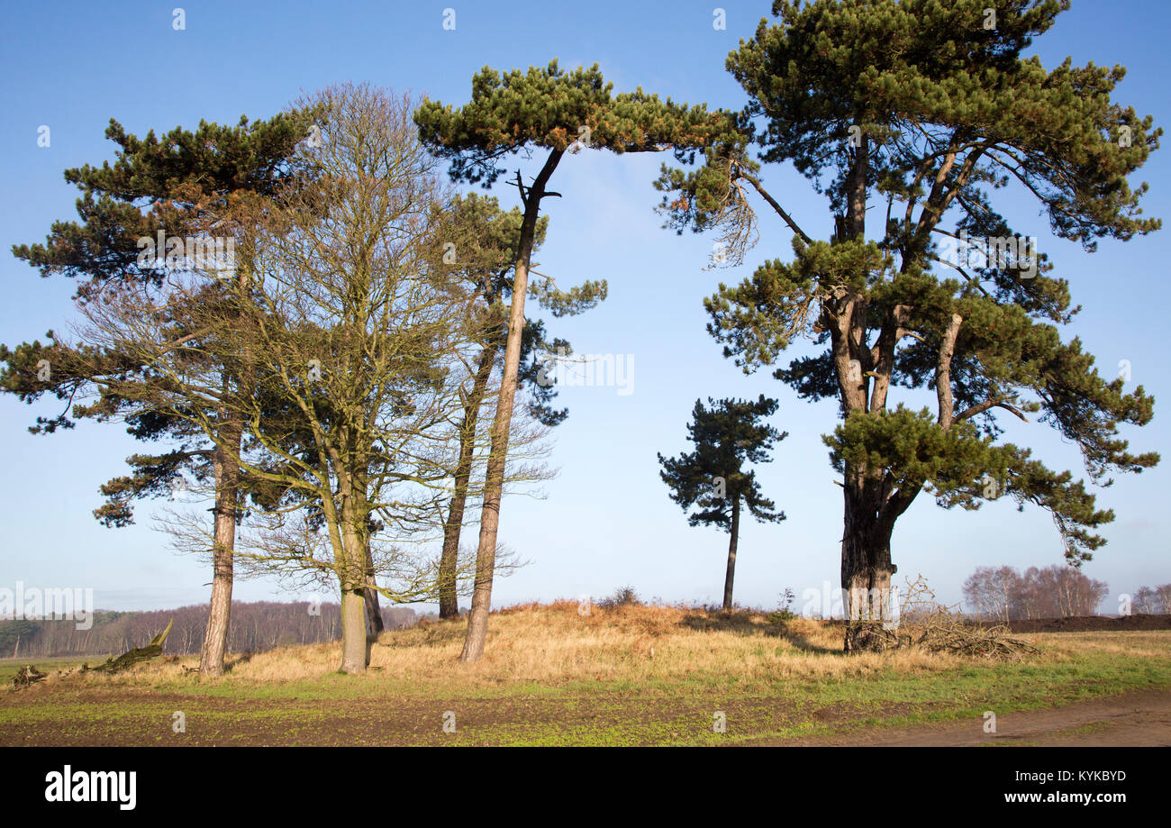 Brightwell Heath tumulus bowl barrow burial mound, Pole Hill, Foxhall, near Ipswich, Suffolk, England, UK Stock Photo