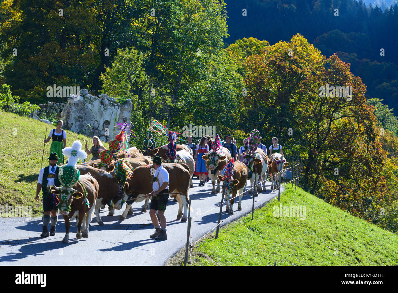 Schönau am Königssee: ceremonial driving down of cattle from the mountain pastures into the valley in autumn, decorated cow cows, leather trousers, Di Stock Photo