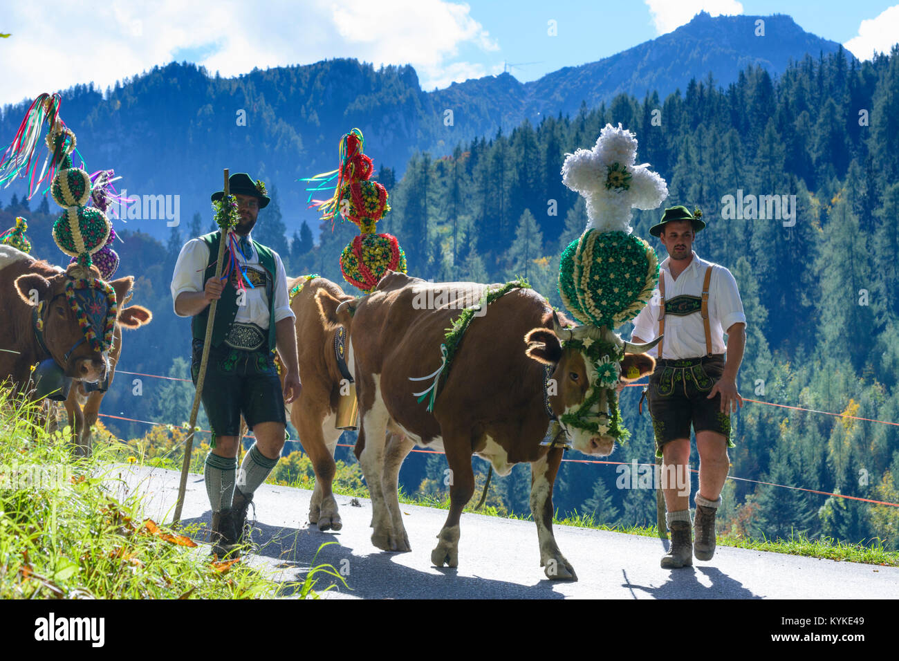 Schönau am Königssee: ceremonial driving down of cattle from the mountain pastures into the valley in autumn, decorated cow cows, leather trousers, Di Stock Photo