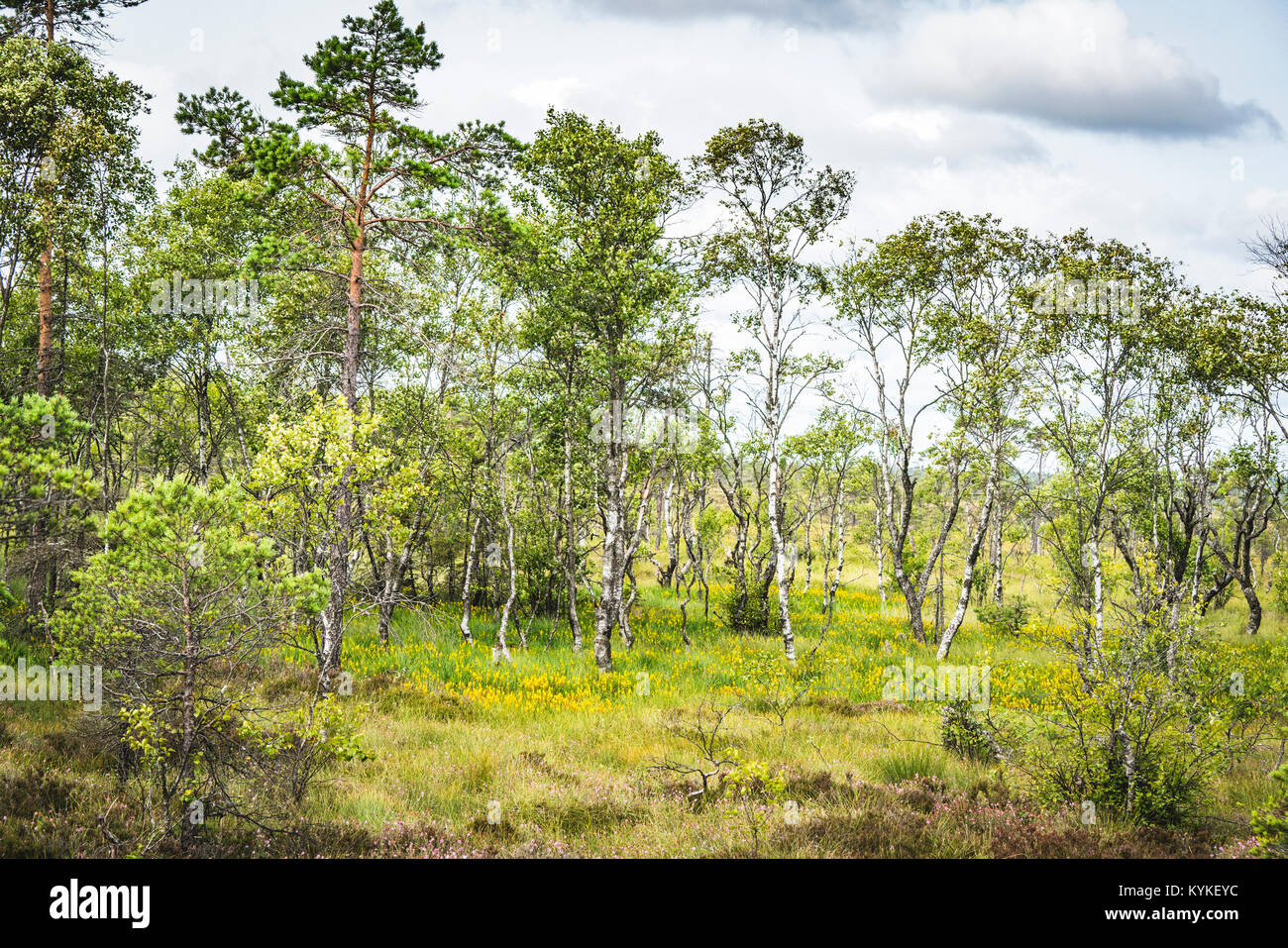 Birch trees with green leaves in the spring in a forest clearing Stock ...
