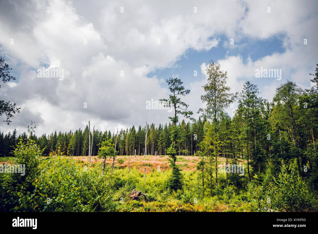 Pine trees in a forest clearing in the summer with green nature Stock Photo