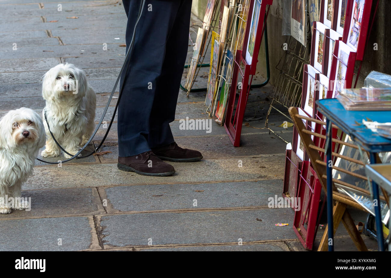 Paris white dogs on leashes at the famous secondhand book stalls along