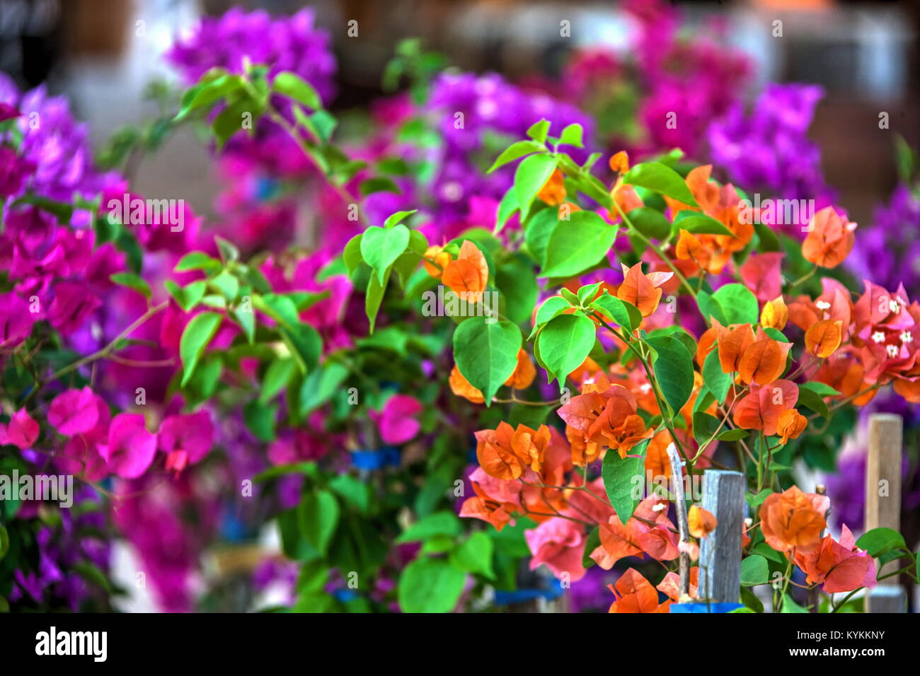 Bougainvillea is a thorny ornamental vines, bushes, and trees with flower-like spring leaves near its flowers Stock Photo