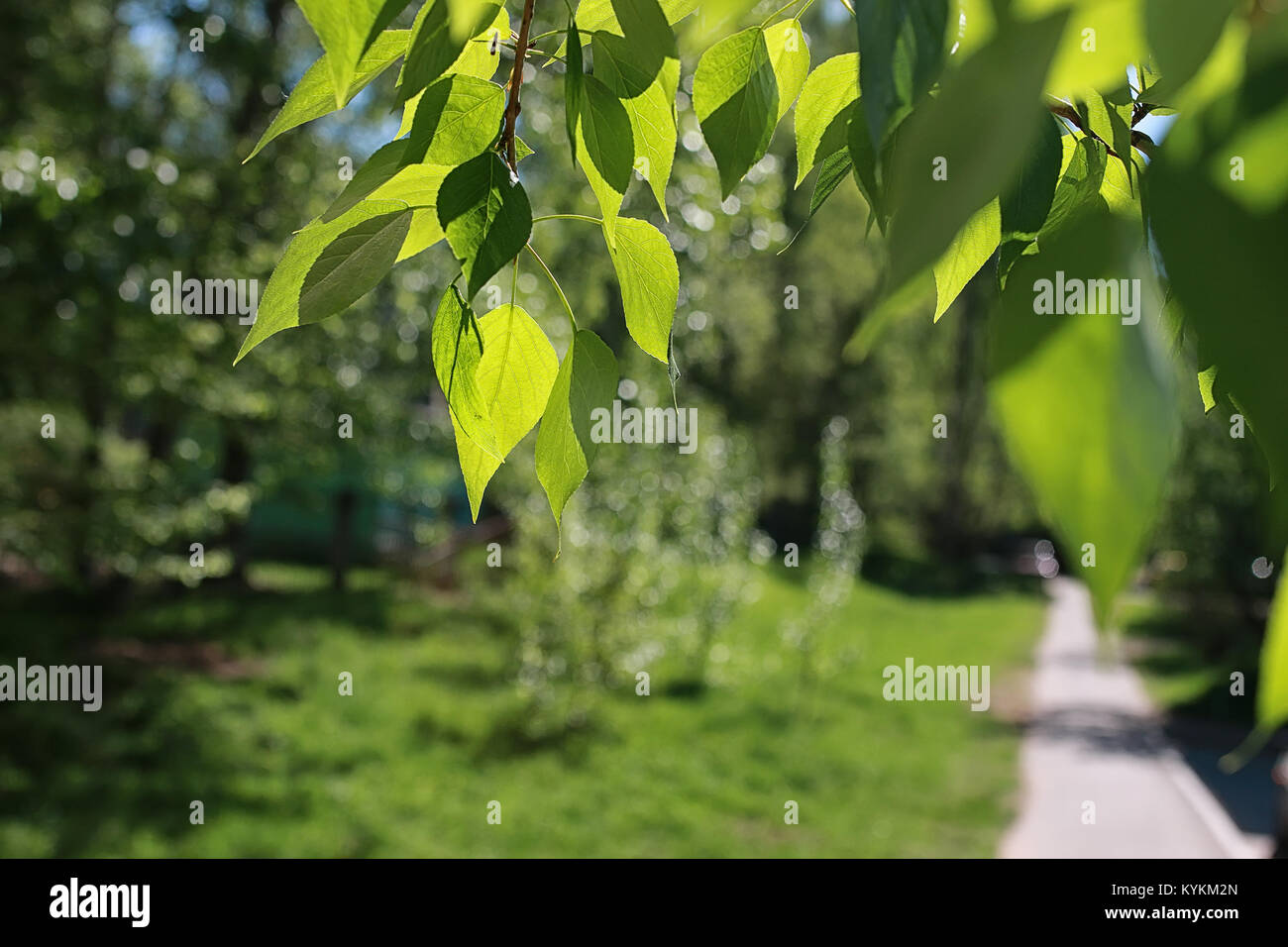Green fresh leaves of trees on clear blue sky Stock Photo - Alamy