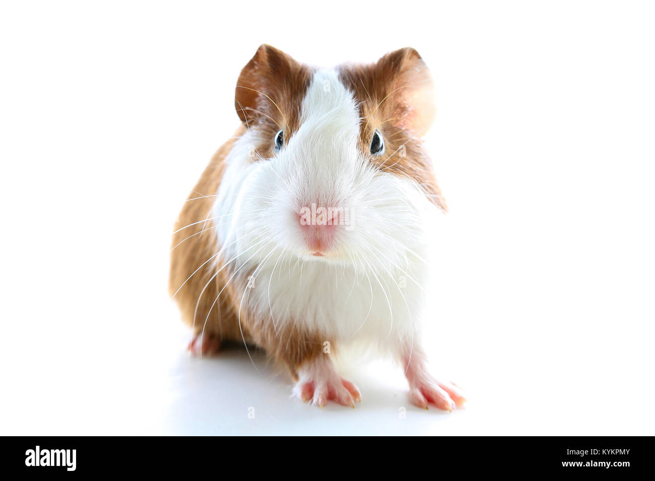 Dutch guinea pig on studio white background. Isolated white pet photo. Sheltie peruvian pigs with symmetric pattern. Domestic guinea pig Cavia porcell Stock Photo