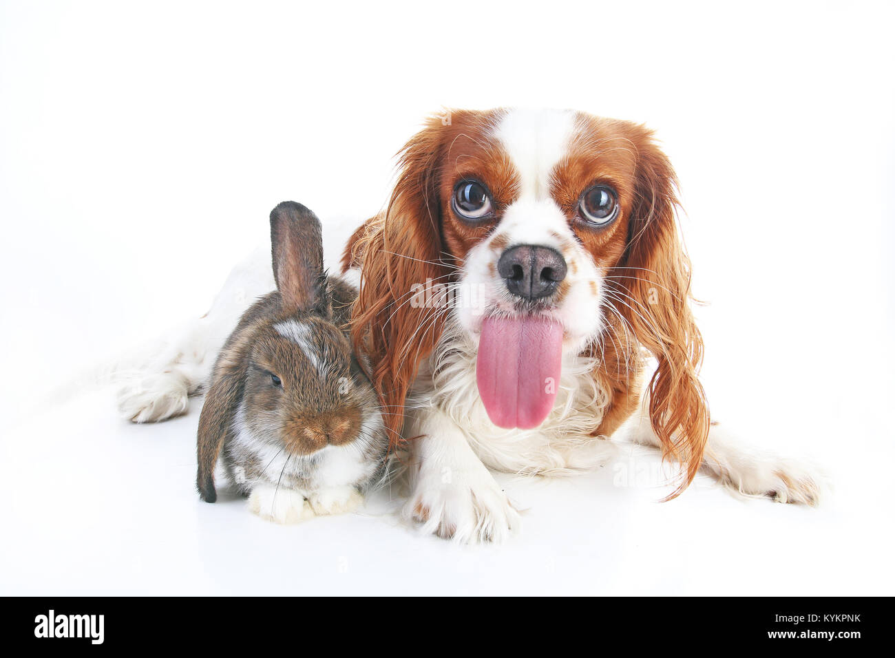 Funniest animals hi-res stock photography and images - Alamy