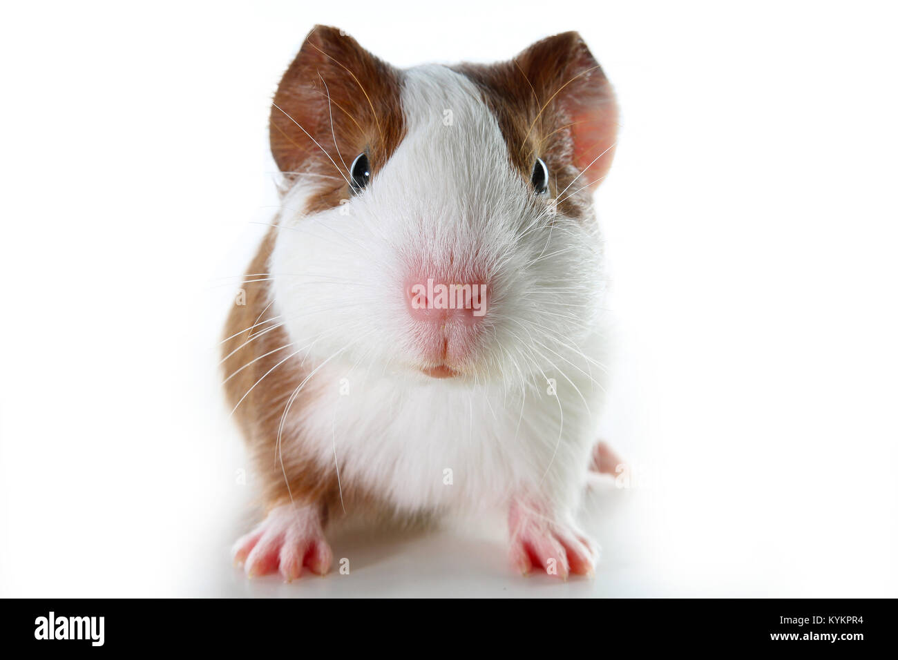 Dutch guinea pig on studio white background. Isolated white pet photo. Sheltie peruvian pigs with symmetric pattern. Domestic guinea pig Cavia porcell Stock Photo