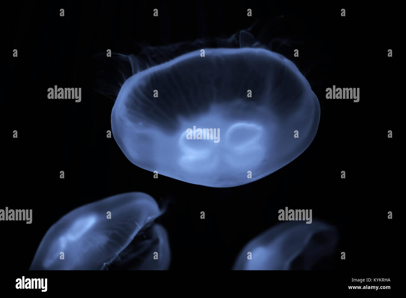 Blue jellyfish swim under water Stock Photo - Alamy