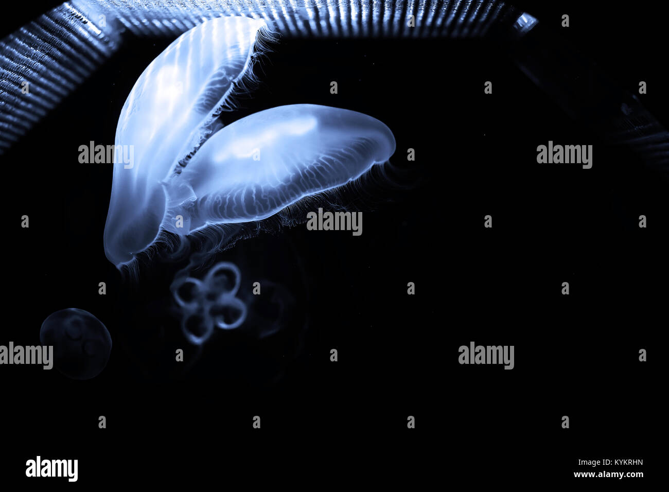 Blue jellyfish swim under water Stock Photo - Alamy