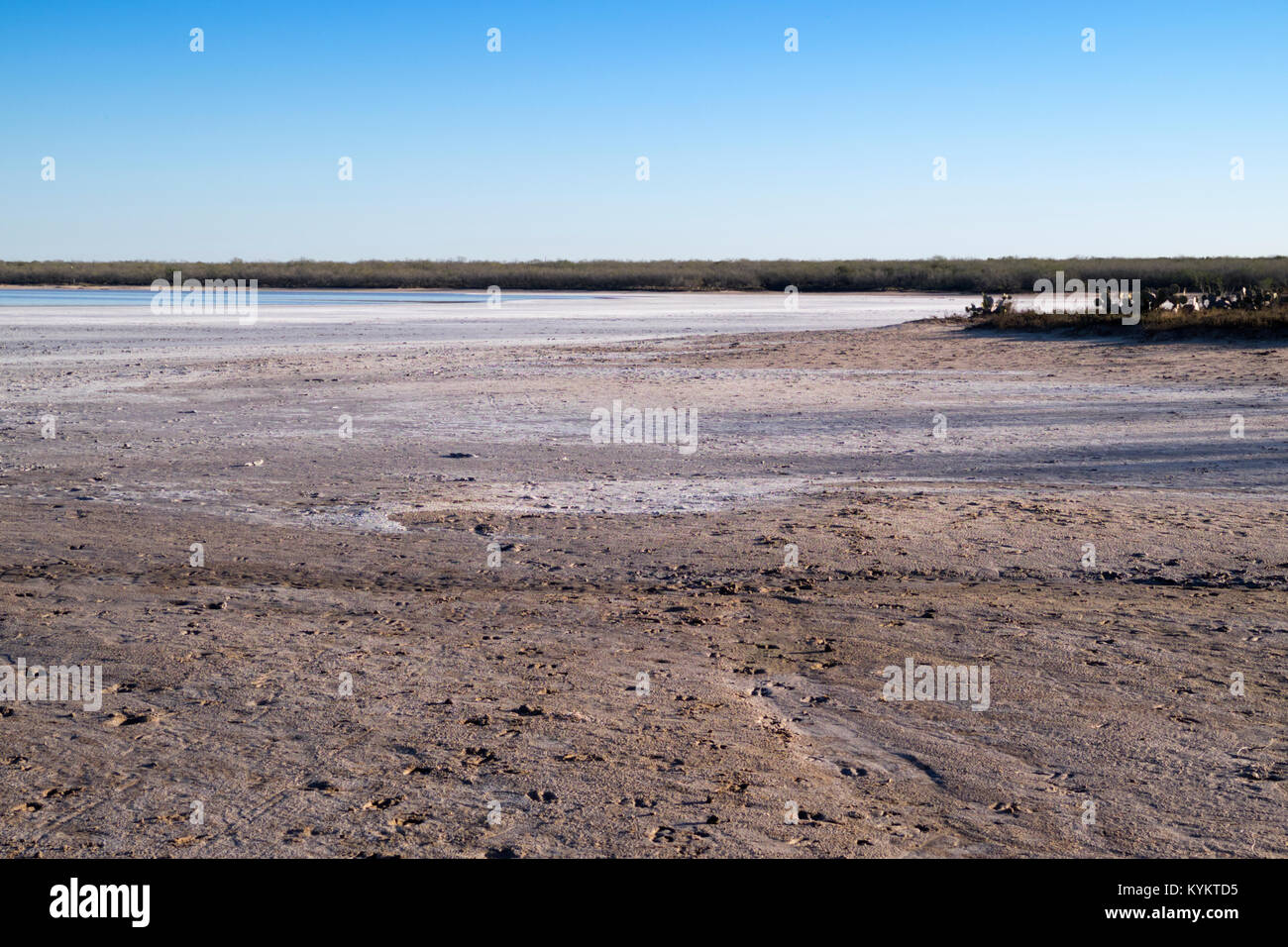 Salt deposits, thornscrub and cactus surrounding La Sal del Rey in