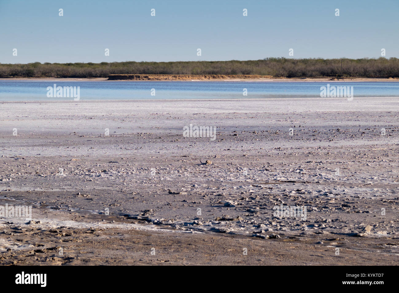 Salt Deposits Thornscrub And Cactus Surrounding La Sal Del Rey In Stock Photo Alamy