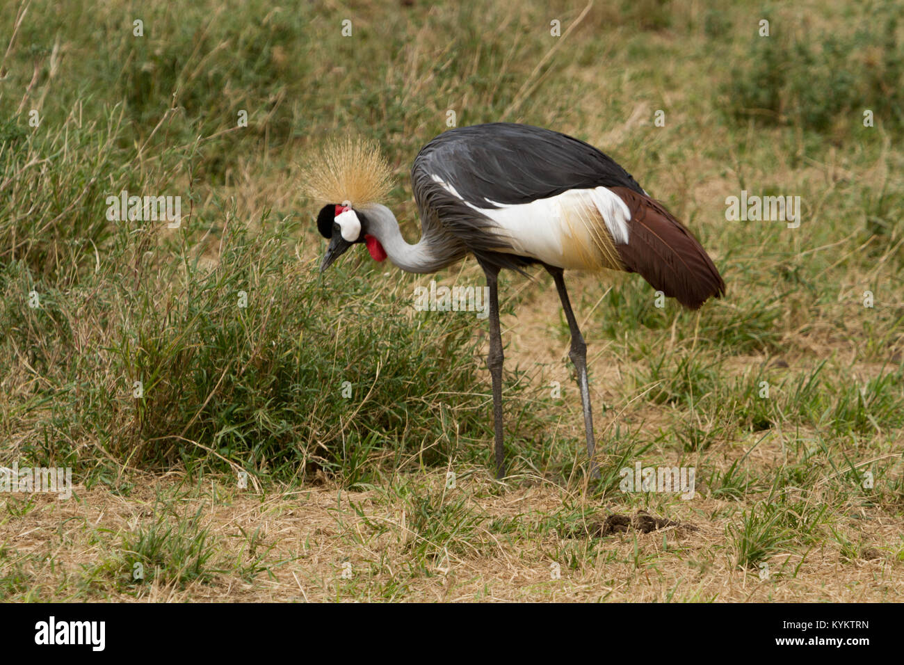 The national bird of Tanzania, the Grey Crowned Crane, in Serengeti National Park Stock Photo