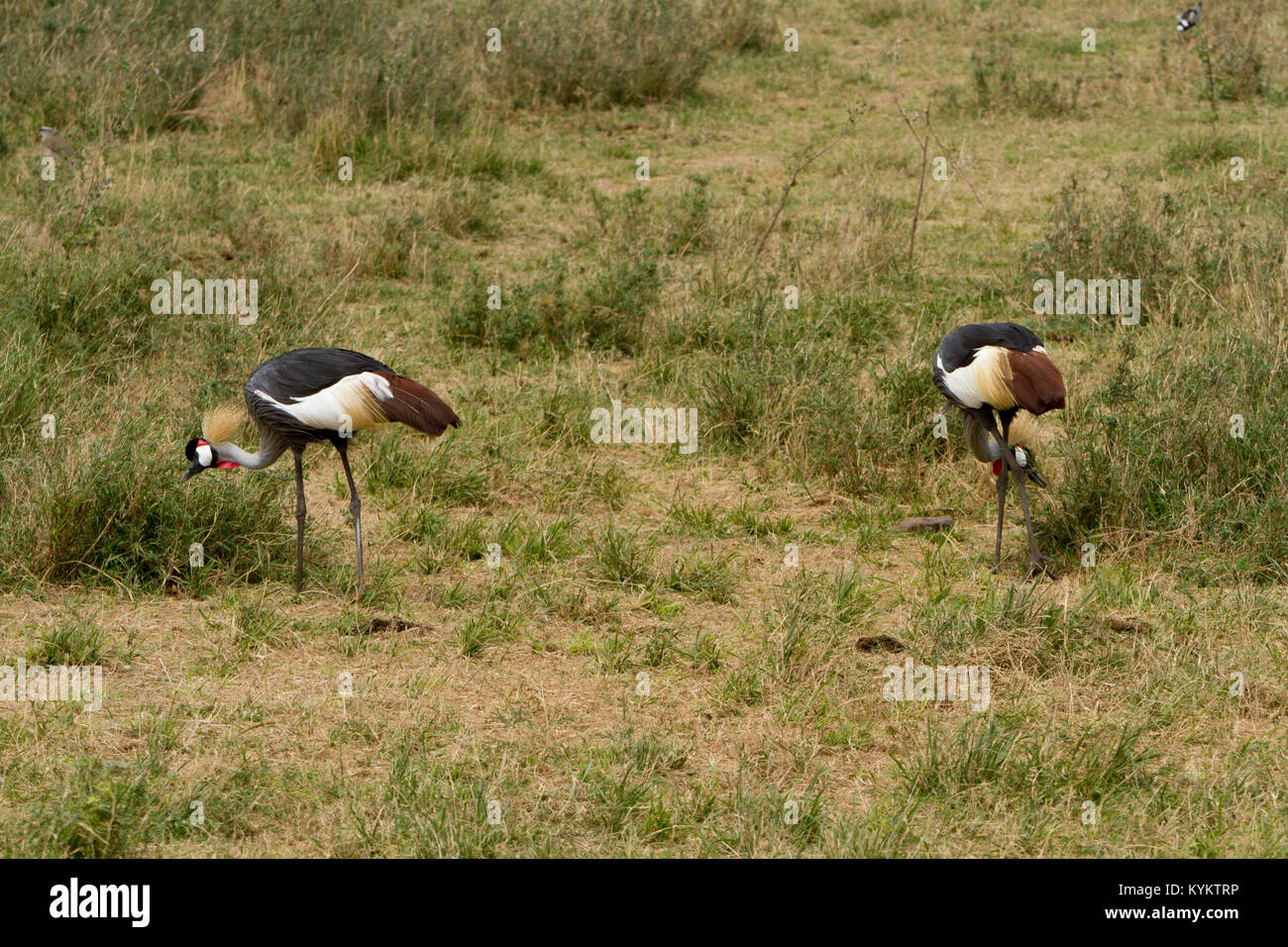 The national bird of Tanzania, the Grey Crowned Crane, in Serengeti National Park Stock Photo