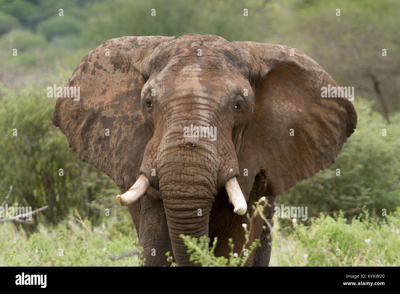 An elephant stands off in Serengeti National Park Stock Photo