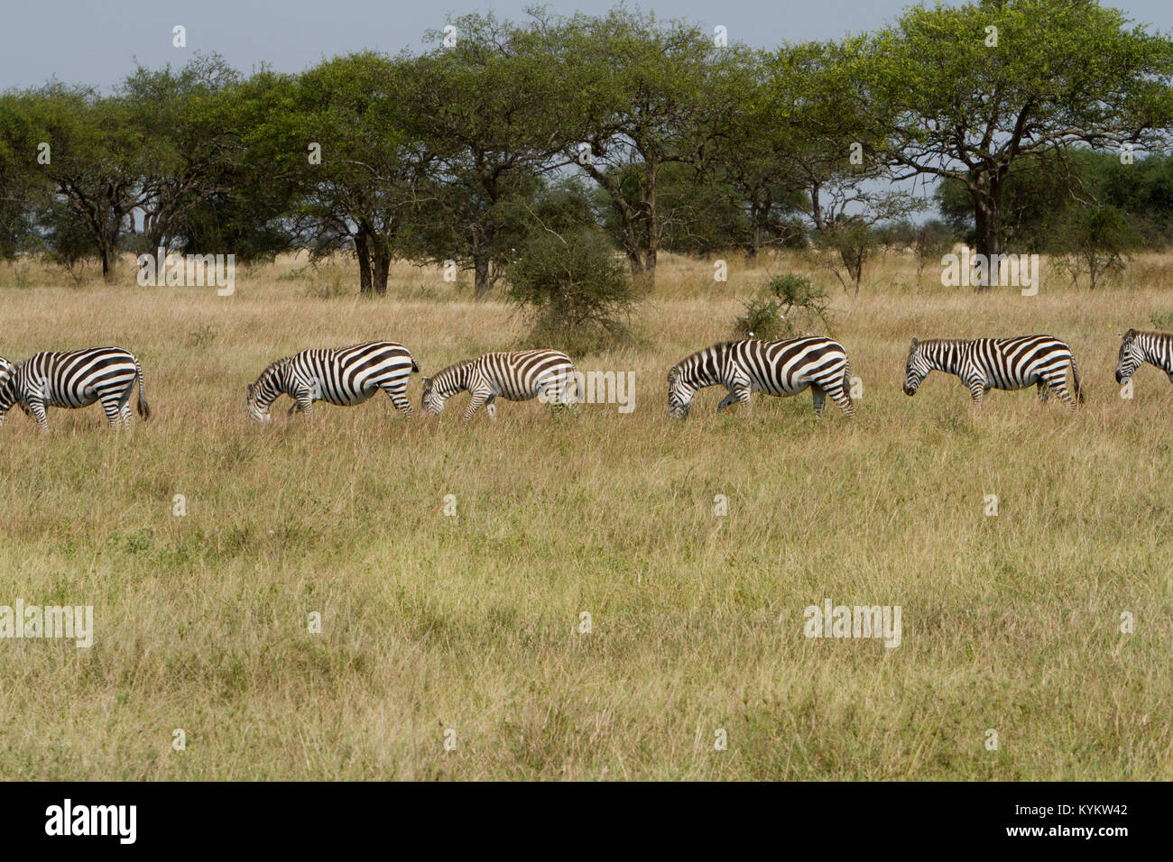 Serengeti Zebra Migration Not Mara Hi res Stock Photography And Images Serengeti Zebra Migration Not Mara Hi res Stock Photography And Images