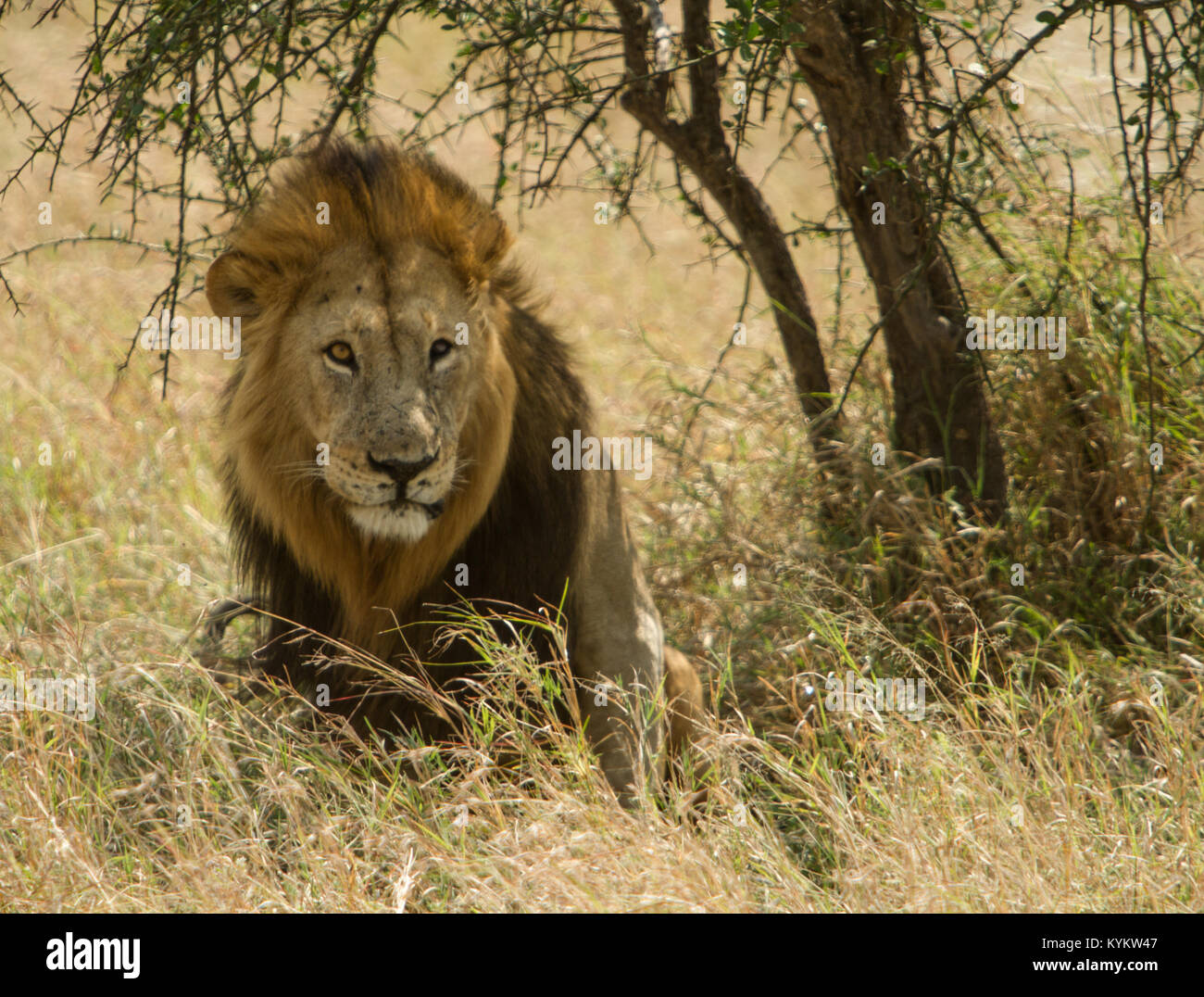 A male lion stares into the camera at Serengeti National Park Stock ...