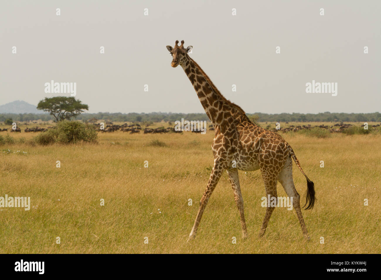 A giraffe walks across the plains of Serengeti National Park Stock Photo