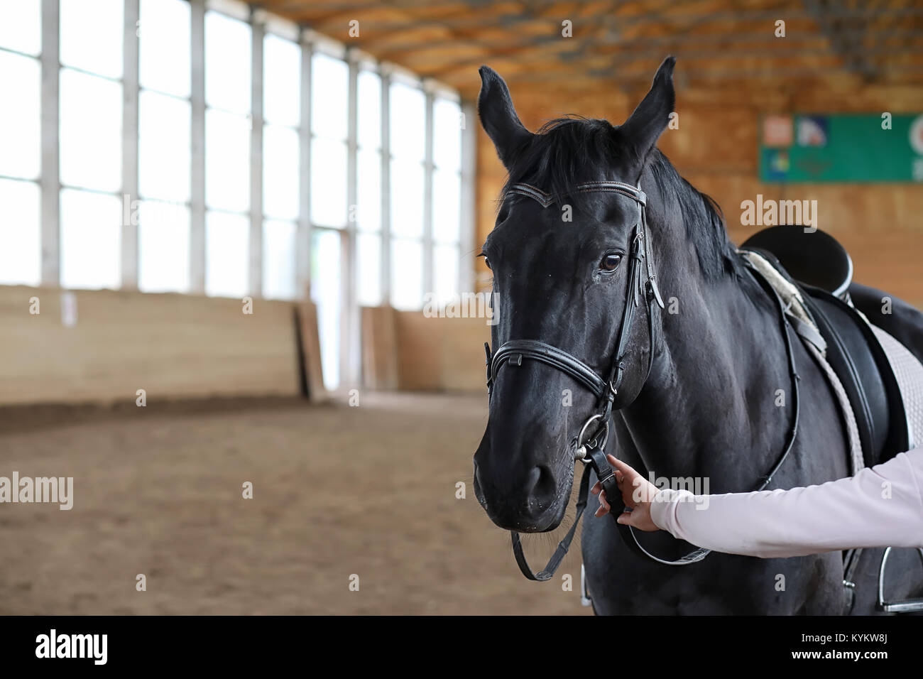 People on a horse training in a wooden arena Stock Photo