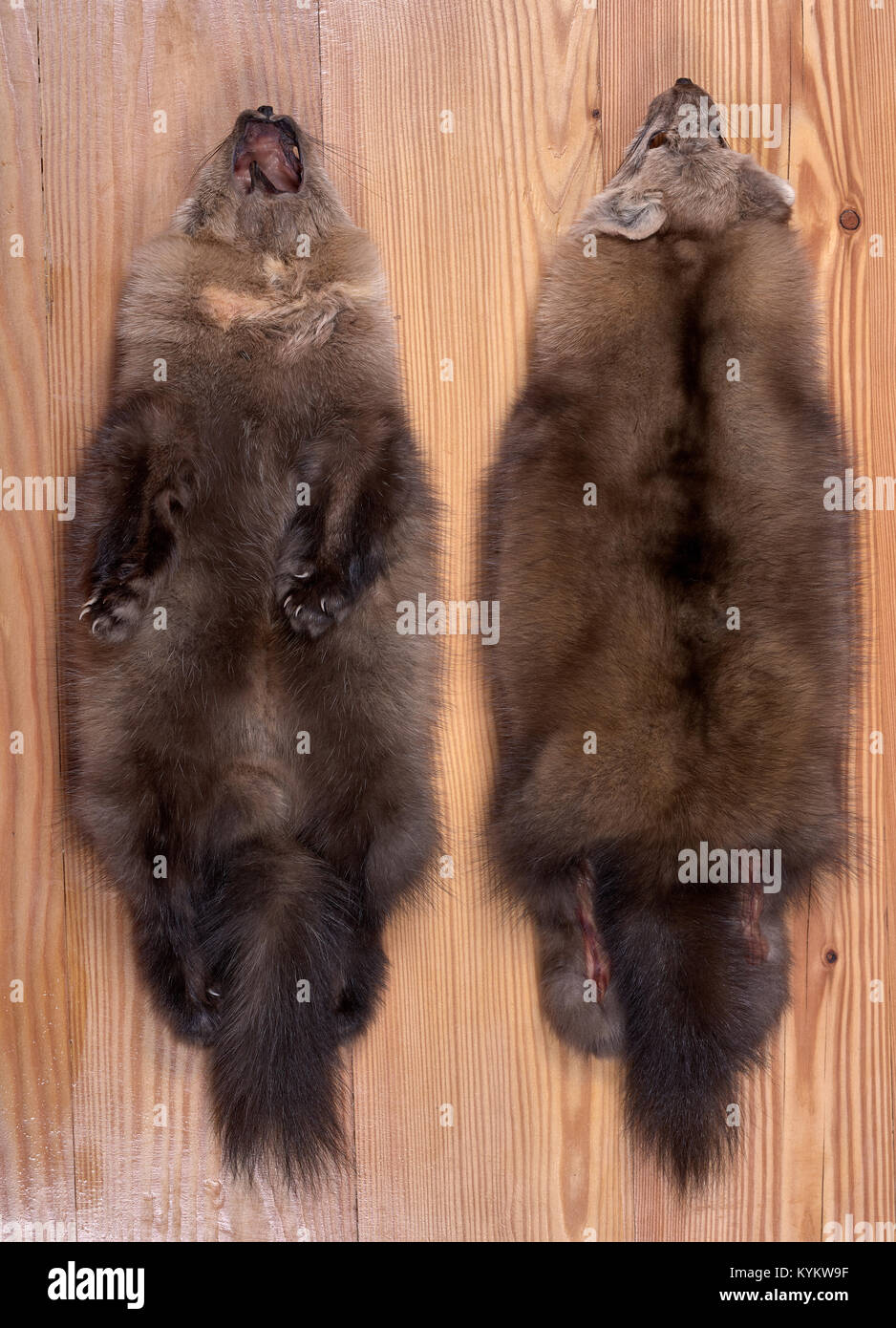 Fur skins of Barguzin sable. View of back and abdomen Stock Photo