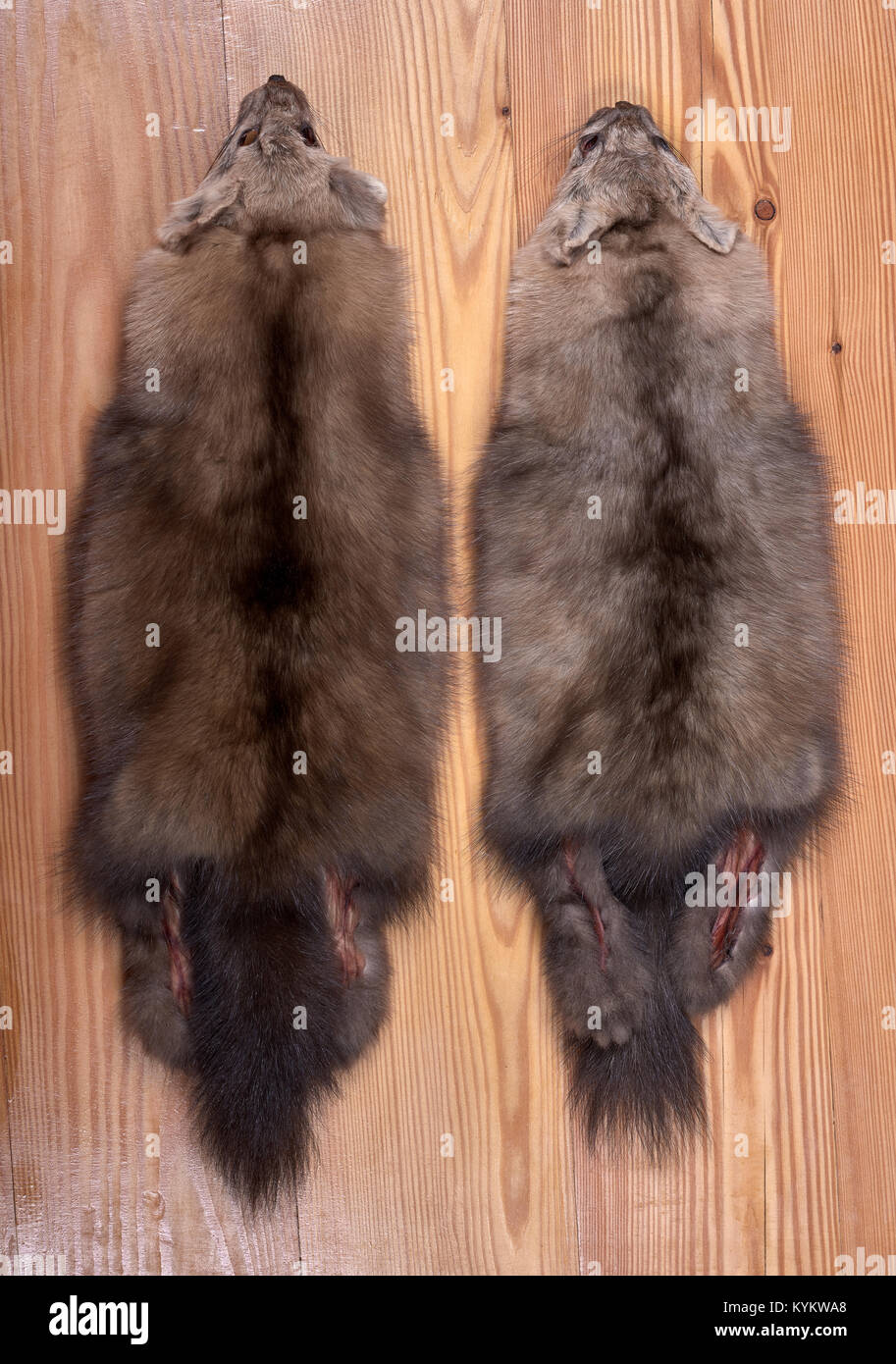 Two fur skins of Barguzin sable of different shades of color. View from back closeup Stock Photo