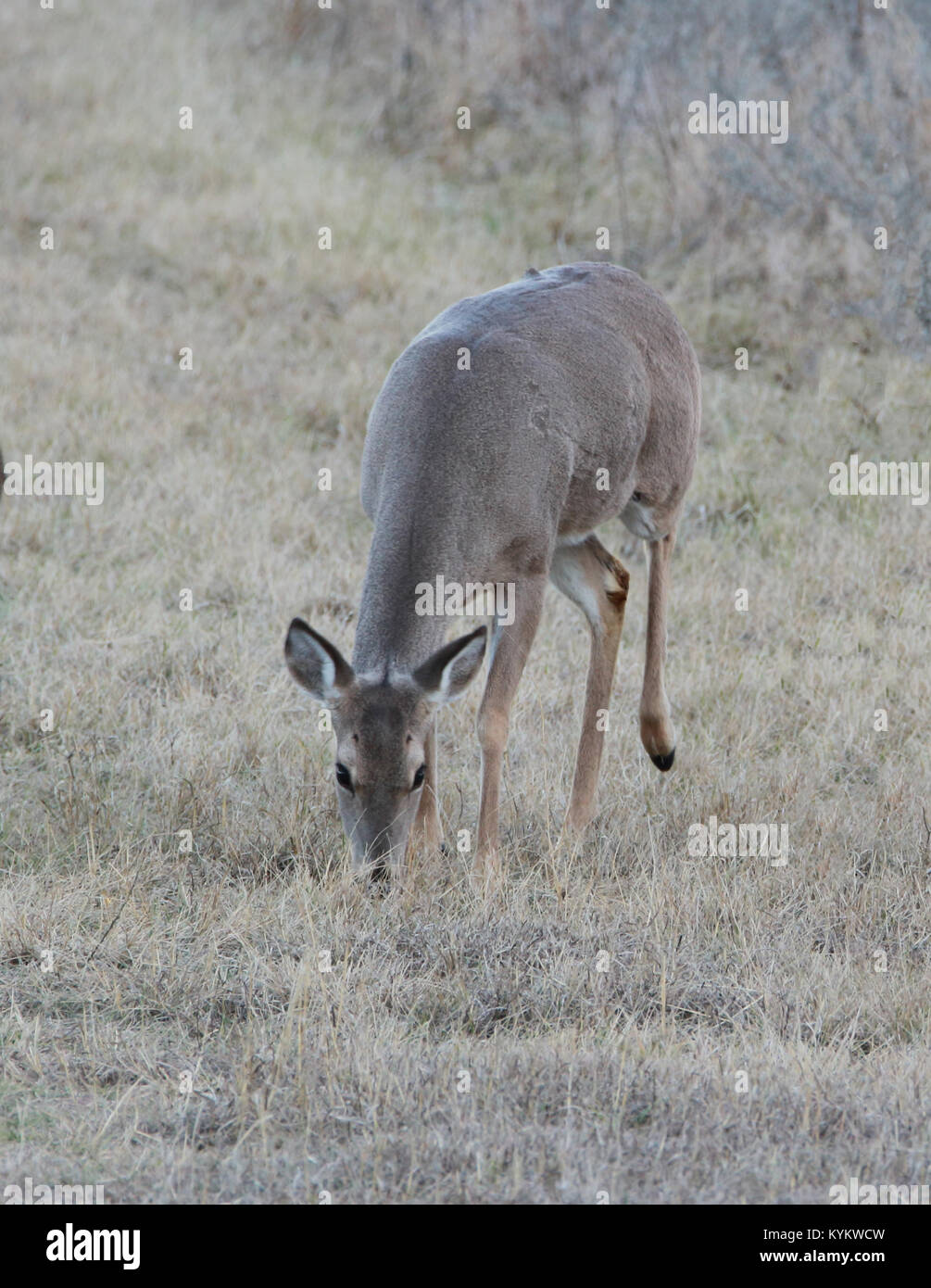 One deer lifts back leg Stock Photo