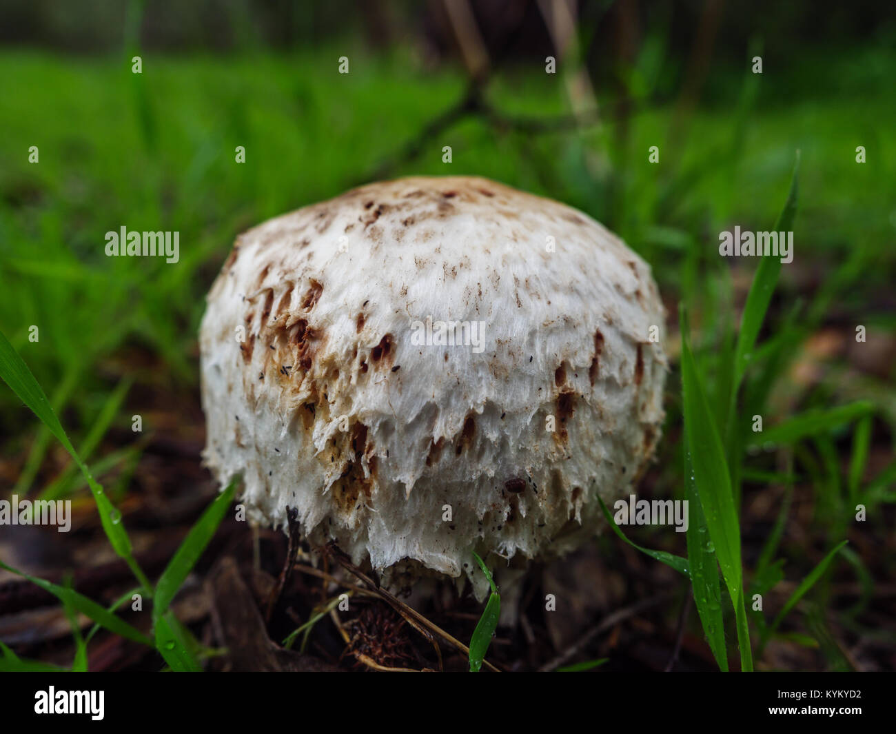 wild mushroom in grass western australia Stock Photo