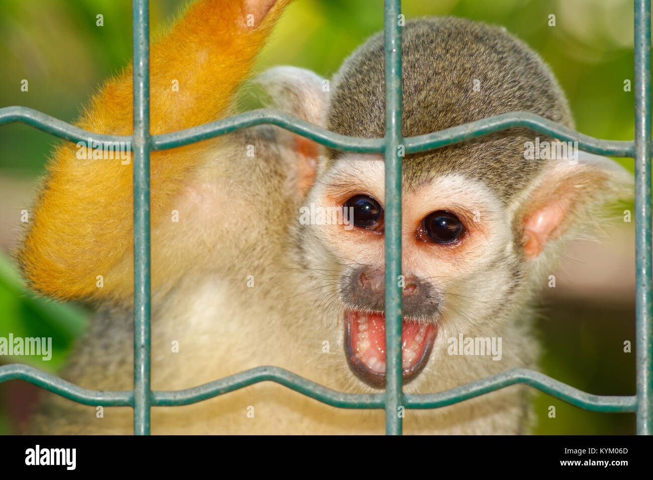 Squirrel Monkey furious and behind the bars Stock Photo