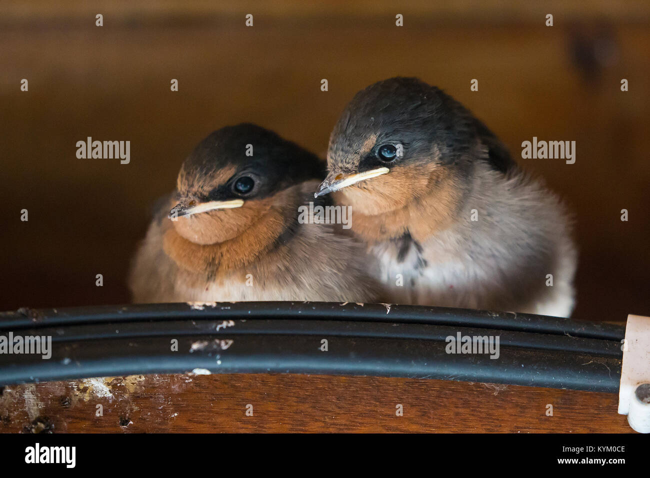 Welcome swallow chicks awaiting arrival of parent to feed Stock Photo