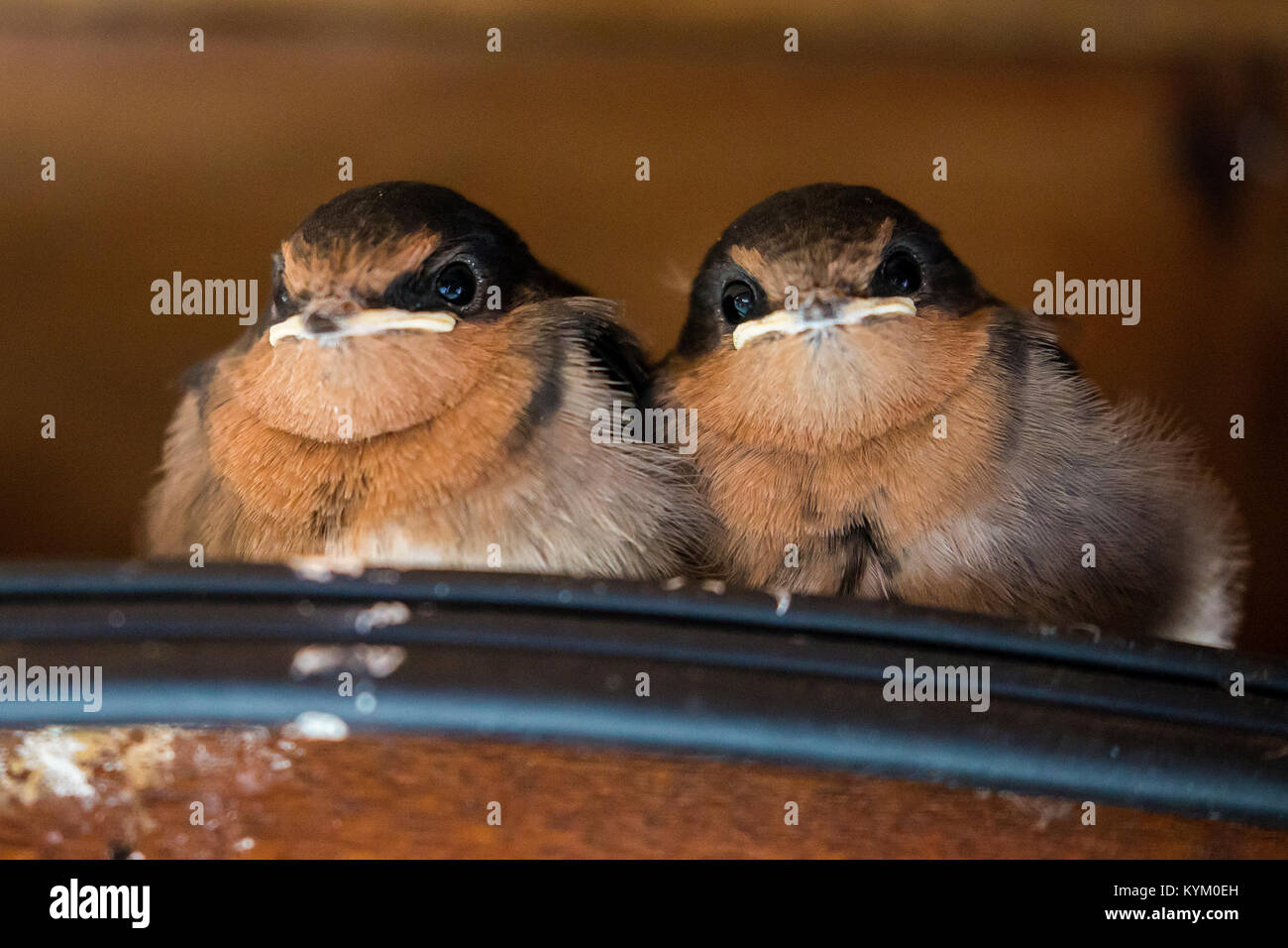 Welcome swallow chicks awaiting arrival of parent to feed Stock Photo
