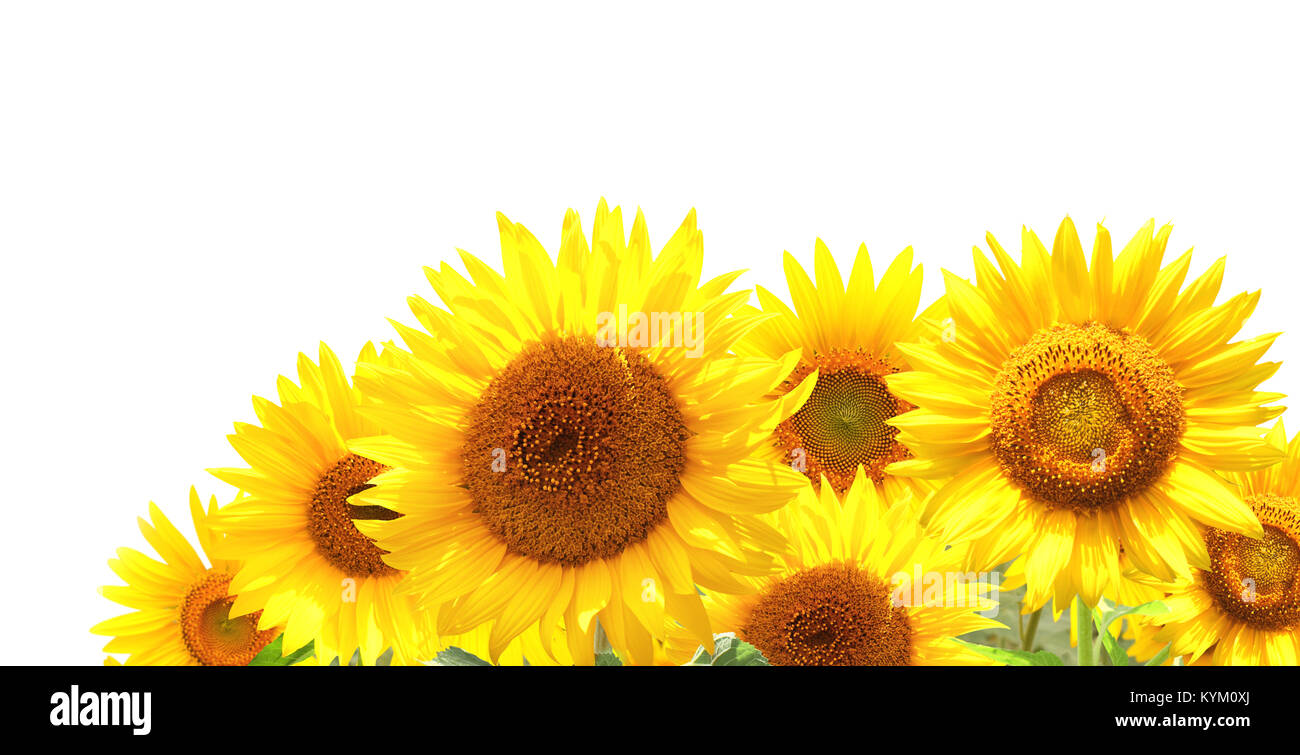 Bright yellow sunflowers. Isolated on white background Stock Photo - Alamy