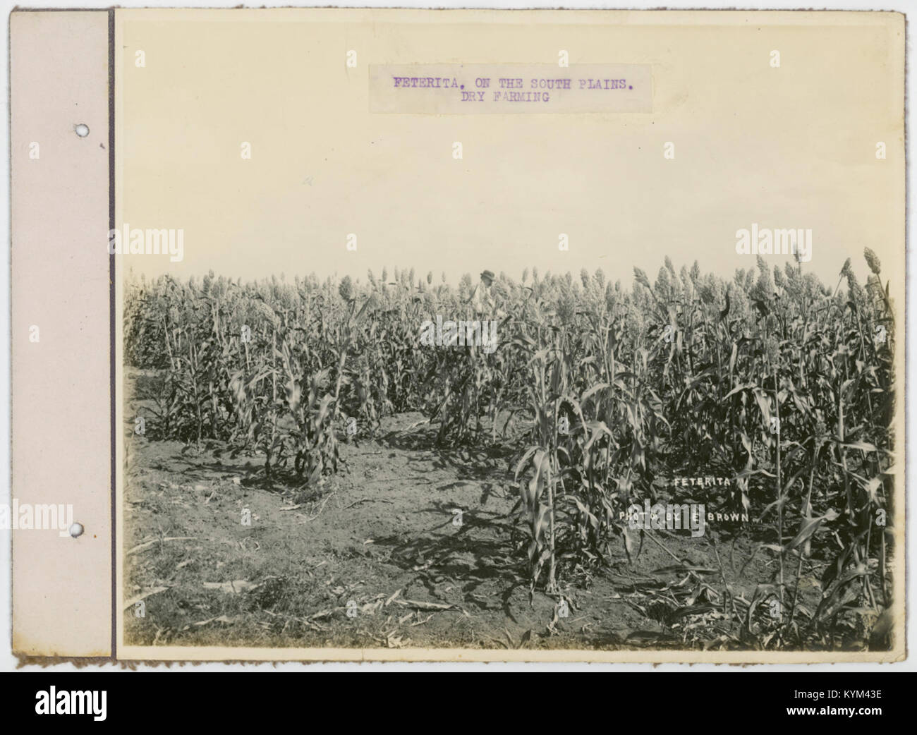 This image features a Feterita variety of grain. Feterita is known for its adaptability to drought-prone regions and is commonly cultivated in various agricultural zones. Stock Photo