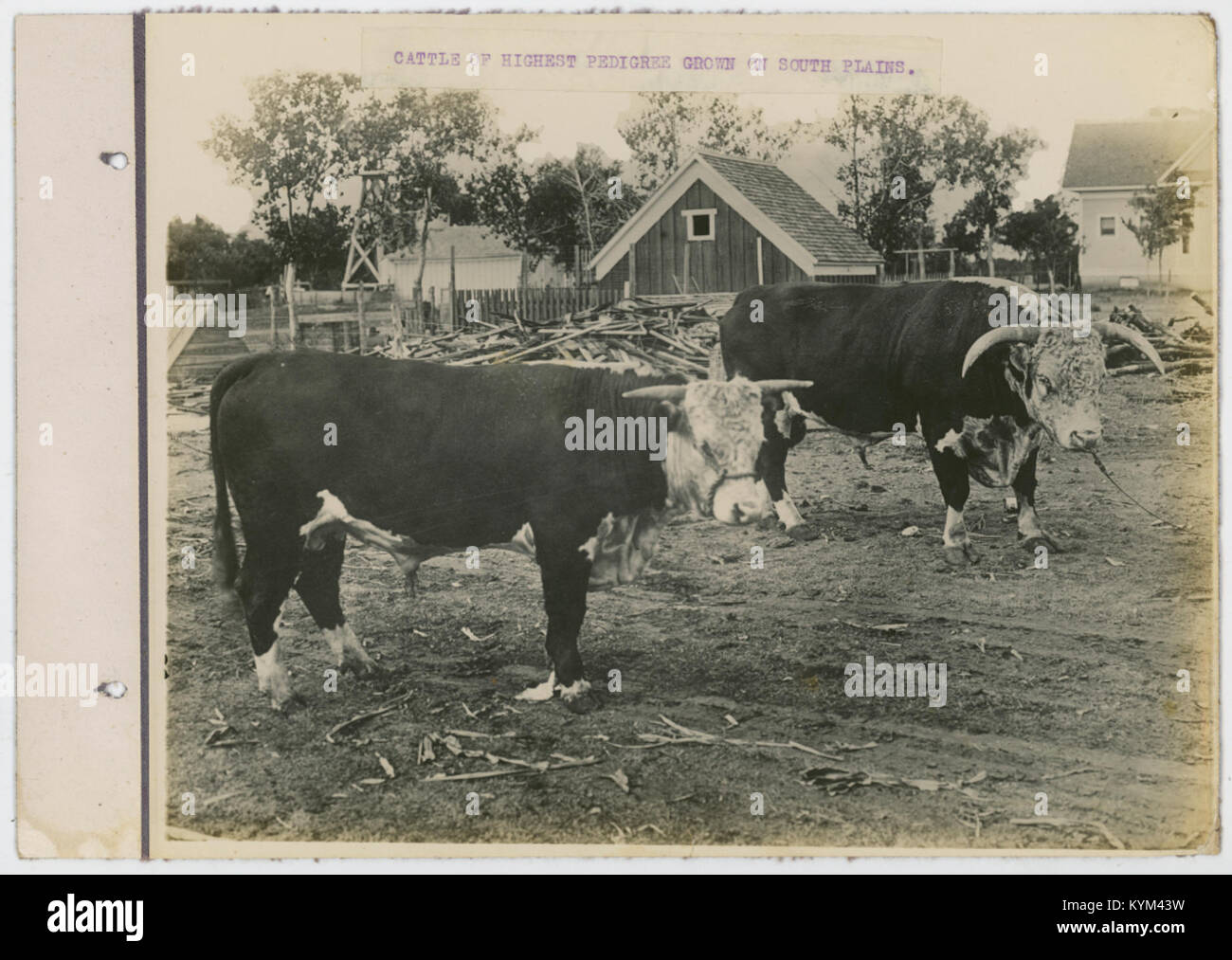 Cattle of Highest Pedigree Grown On South Plains 36133594603 o Stock Photo Alamy